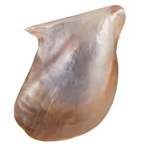 Cuenco de concha rosa (Pteria penguin), 11 x 7cm | Marco Schreier