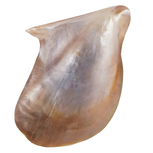 Mussel shell (Pteria penguin) pink, 11 x 7cm | wholesaler gems & healing stones