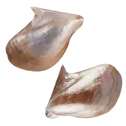 0561804401 Mussel shell (Pteria penguin) pink, 11 x 7cm | wholesaler gems & healing stones