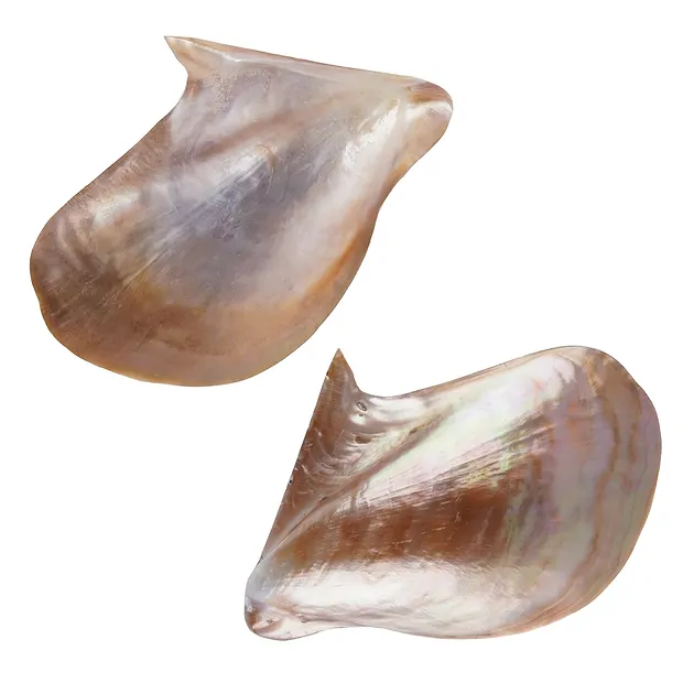 Mussel shell (Pteria penguin) pink, 11 x 7cm | wholesaler gems & healing stones