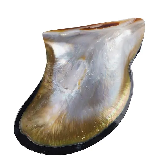 Mussel shell (Pteria penguin), 11 x 8 cm | wholesaler gems & healing stones