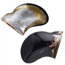 0561804402 Muschelschale (Pteria penguin), 11 x 8 cm | GH Edelsteine, Heilsteine & Schmuck