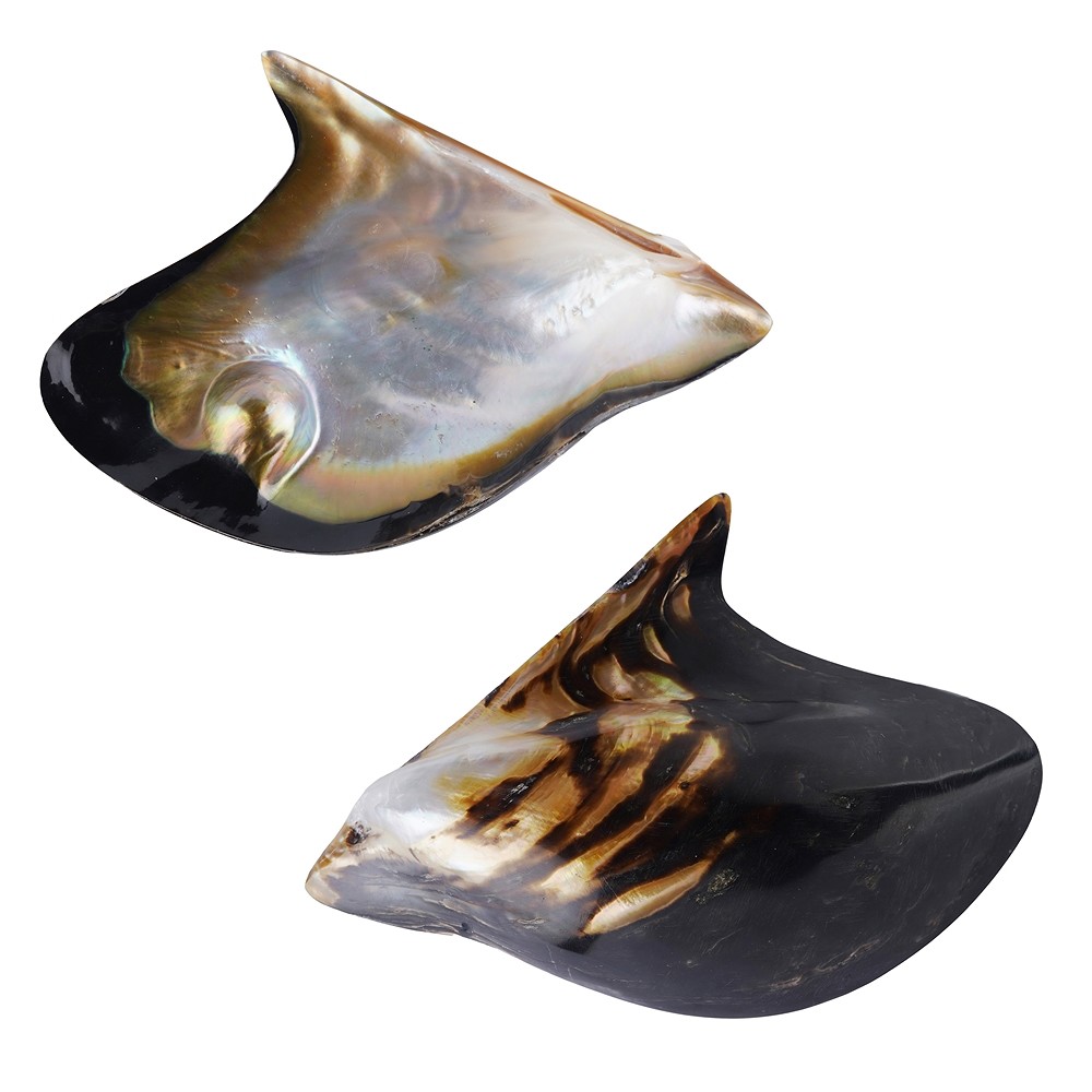 Mussel shell (Pteria penguin) with pearl, 8 x 6cm | Marco Schreier