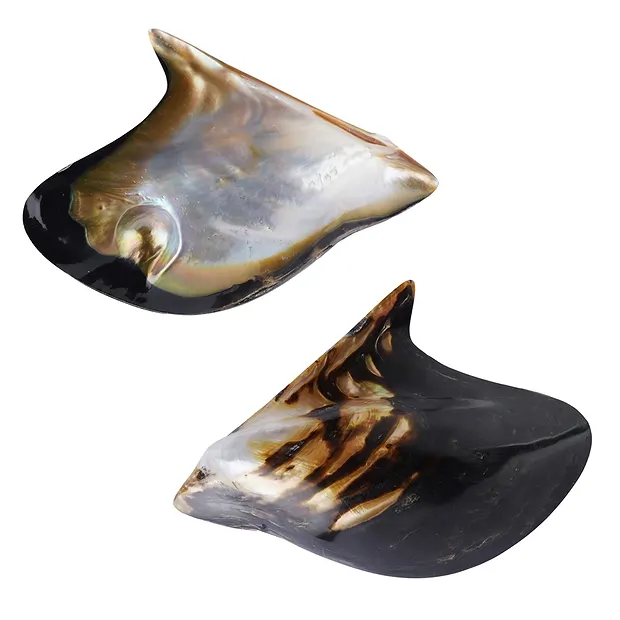 Mussel shell (Pteria penguin) with pearl, 8 x 6cm | Marco Schreier