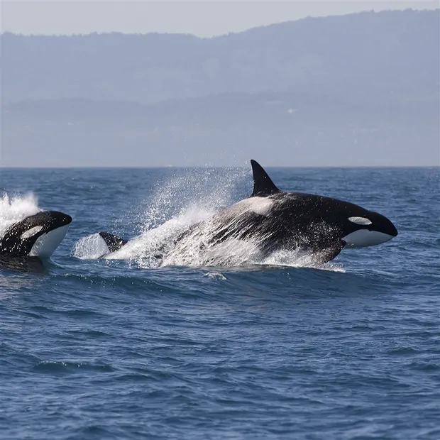 Agata a forma libera (agata orca), 12 - 15 cm | Marco Schreier