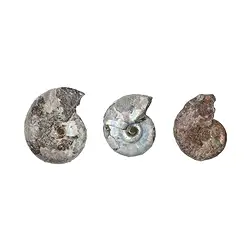 07300207 Ammonites irisées brutes (0,5 kg/UC) | Marco Schreier