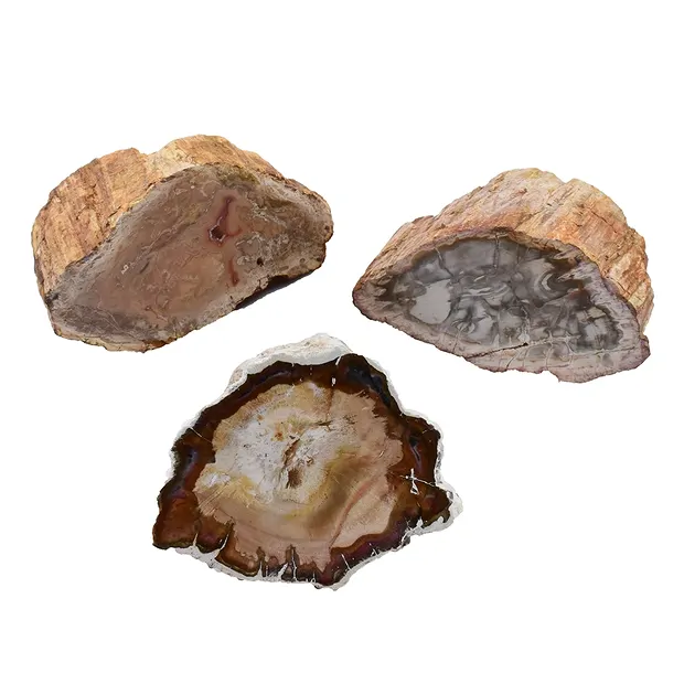 One side polished piece Petrified Wood, small sorting | Marco Schreier