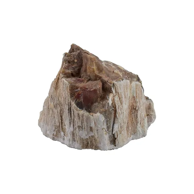 Anschliff versteinertes Holz, kleine Sortierung | Marco Schreier