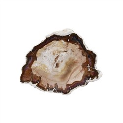 0818707002 One side polished piece Petrified Wood, small sorting | Marco Schreier