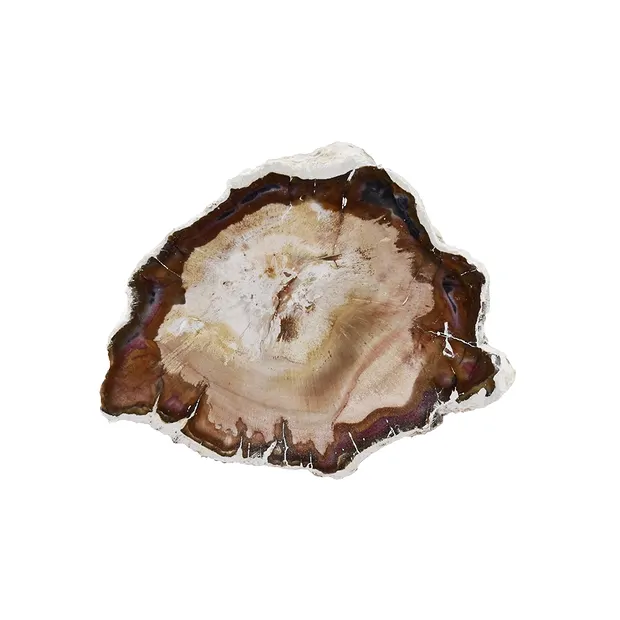One side polished piece Petrified Wood, small sorting | Marco Schreier