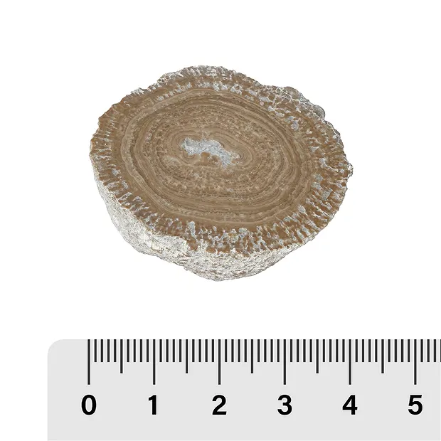 Anschliffe Aragonit (Eichenberger-Kugeln), 3 - 5cm (12 St./VE) | Marco Schreier