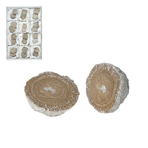 One side polished pieces of aragonite (Eichenberg beads), 3 - 5cm (12 pcs/PU) | Marco Schreier