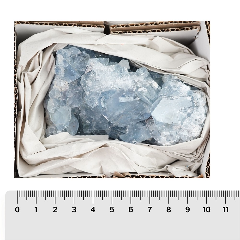 Touffe Célestine A, 10 - 15cm (6 pcs/UC) | Marco Schreier