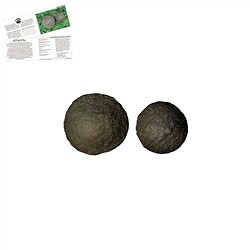 090850001 Moqui Marbles pair, 1.5 - 2.0cm (mini) | Schreier gems, healing stones &amp; jewelry