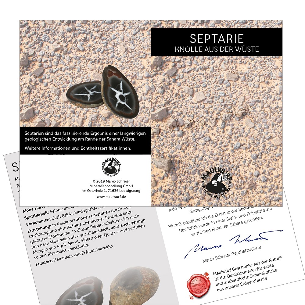 Septaria 4,0-5,0cm (moyen) avec carte de certificat en pochette | Marco Schreier