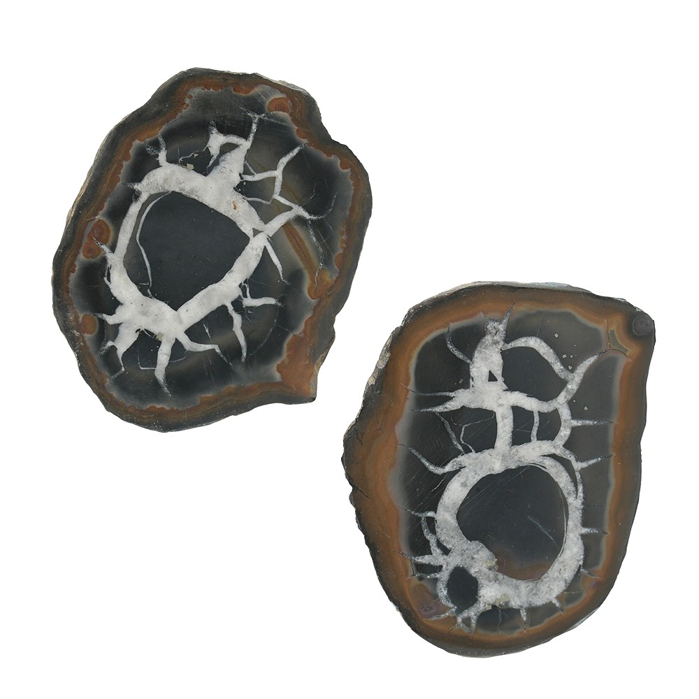 Septaria 5,0-7,0cm (grande) con tarjeta de certificado en bolsa | Marco Schreier