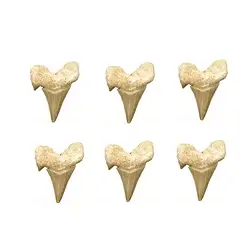 093000008 Denti di squalo sciolti (6 pz./ UC) | Gemme Schreier, pietre curative e gioielli