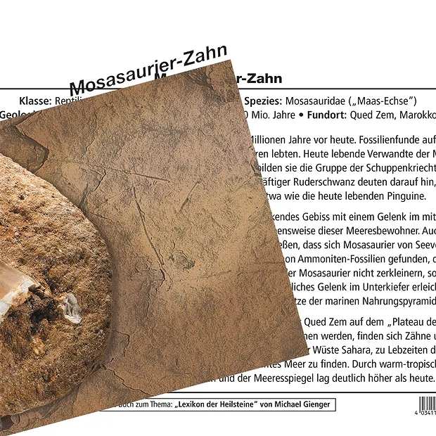 Dent de mosassier | Schreier pierres précieuses, pierres thérapeutiques & bijoux