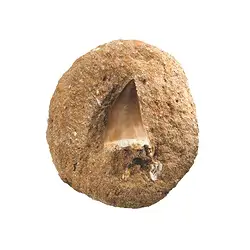 093000009 Mosasuarian tooth | Marco Schreier wholesale suppliers - gems, stones & jewelry