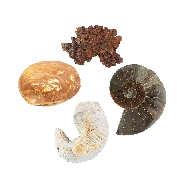 Fossils starter set 1, 05 - 07cm (20 pcs./ PU) | gems, healing stones & jewelry