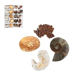 0930000120 Fossilien Start-Set 1, 05 - 07cm (20 St./VE) | Edelsteine, Heilsteine &amp; Schmuck