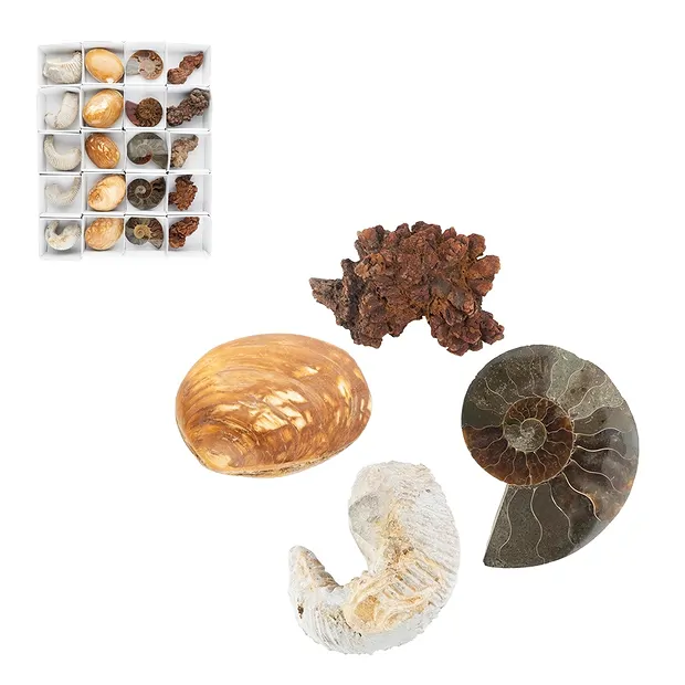 Fossilien Start-Set 1, 05 - 07cm (20 St./VE) | Edelsteine, Heilsteine & Schmuck