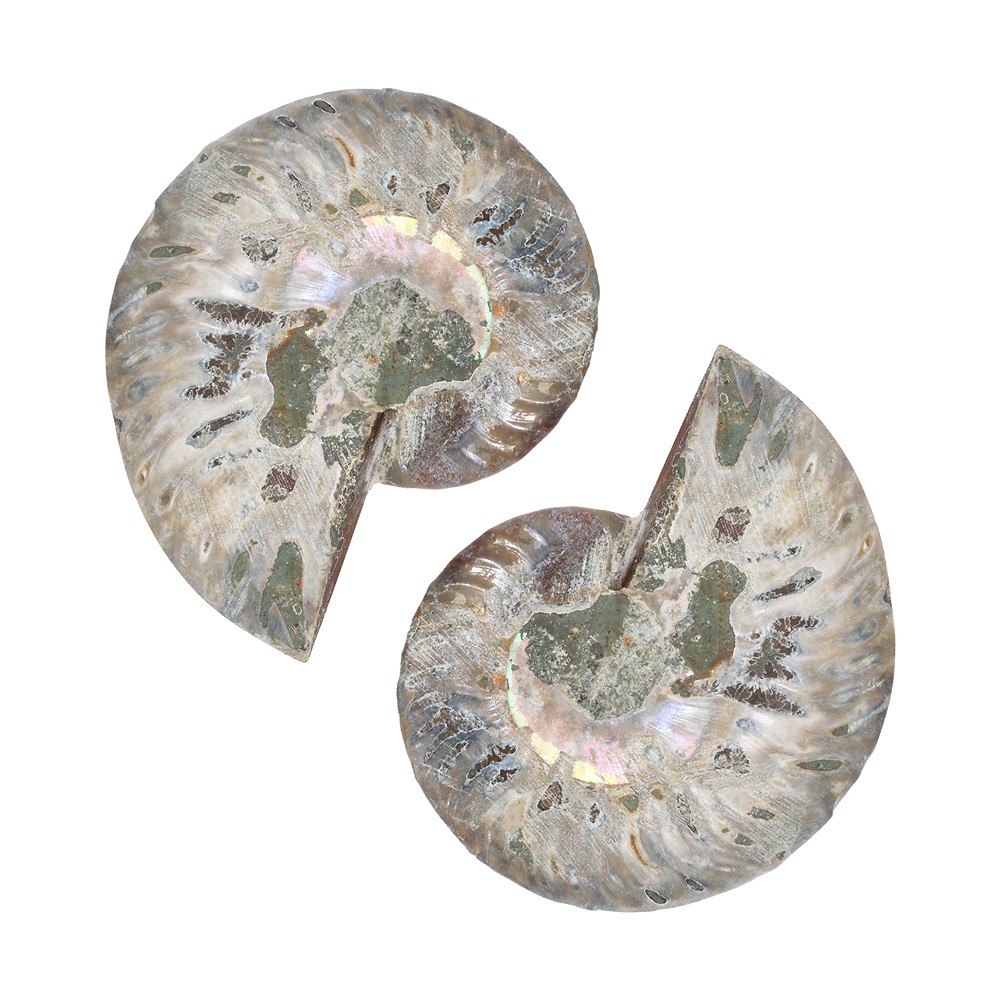 Ammonite pair, 07 - 08cm, A-quality | wholesaler gems, healing stones & jewelry