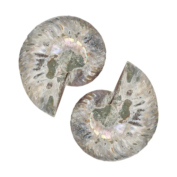 Pareja de ammonites, 07 - 08cm, calidad A | Marco Schreier