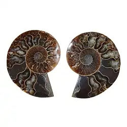 093000012 Ammonite pair, 07 - 08cm, A-quality | wholesaler gems, healing stones & jewelry