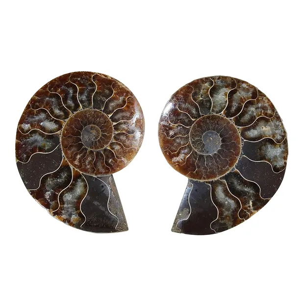 Ammonite pair, 07 - 08cm, A-quality | wholesaler gems, healing stones & jewelry