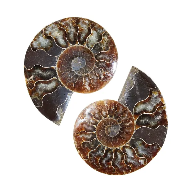 Paire d'ammonites, 08 - 10cm, qualité A | Marco Schreier