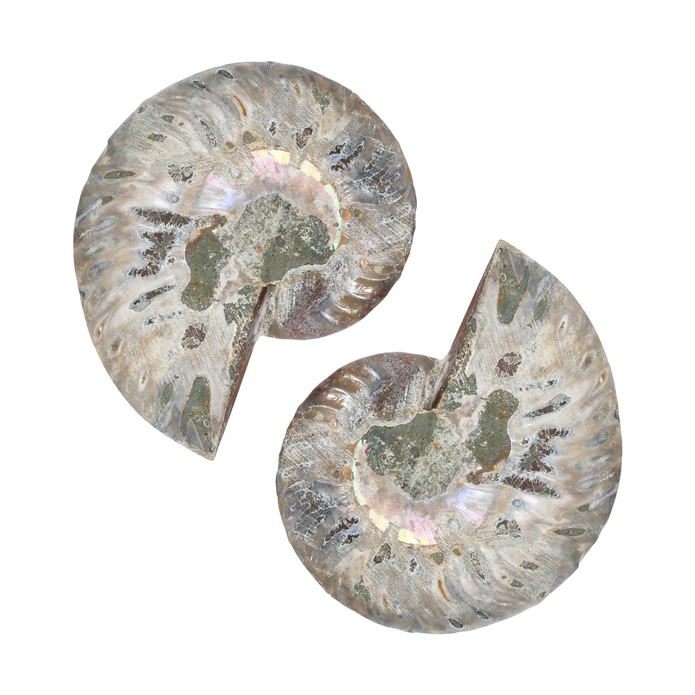 Paire d'ammonites, 08 - 10cm, qualité A | Marco Schreier
