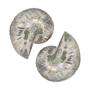 Paire d'ammonites, 08 - 10cm, qualité A | Marco Schreier