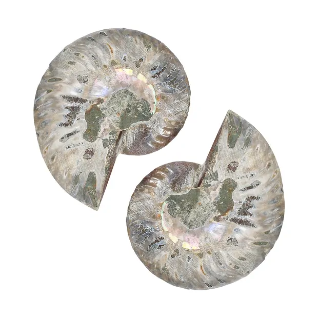 Ammoniten-Paar, 08 - 10cm, A-Qualität | Edelsteine, Heilsteine & Schmuck-Handel