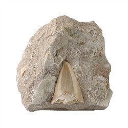 093000018 Dente di squalo in matrice, 08 - 10 cm | grossista gemme e pietre curative