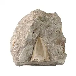 093000018 Dente di squalo in matrice, 08 - 10 cm | grossista gemme e pietre curative