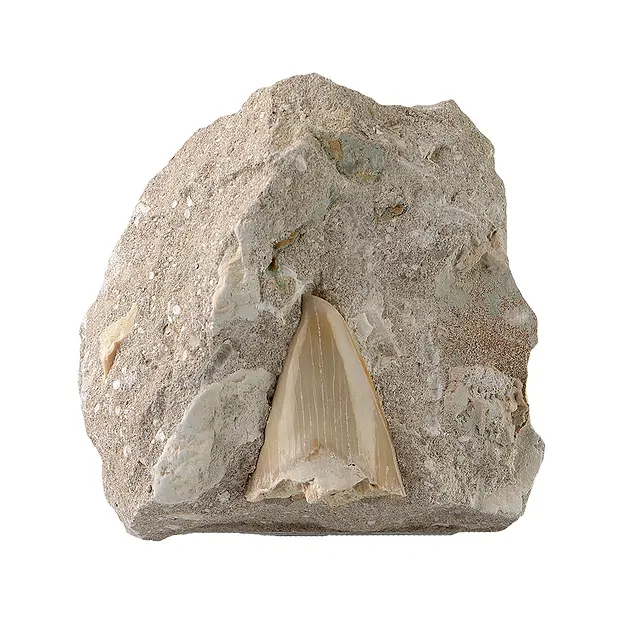 Haifisch-Zahn in Matrix, 08 - 10cm | Großhandel Edelsteine, Heilsteine & Schmuck