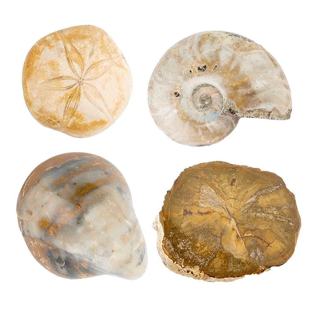 Fossiles Start-Set 2, 05 - 07cm (20 pcs/UC) | Marco Schreier