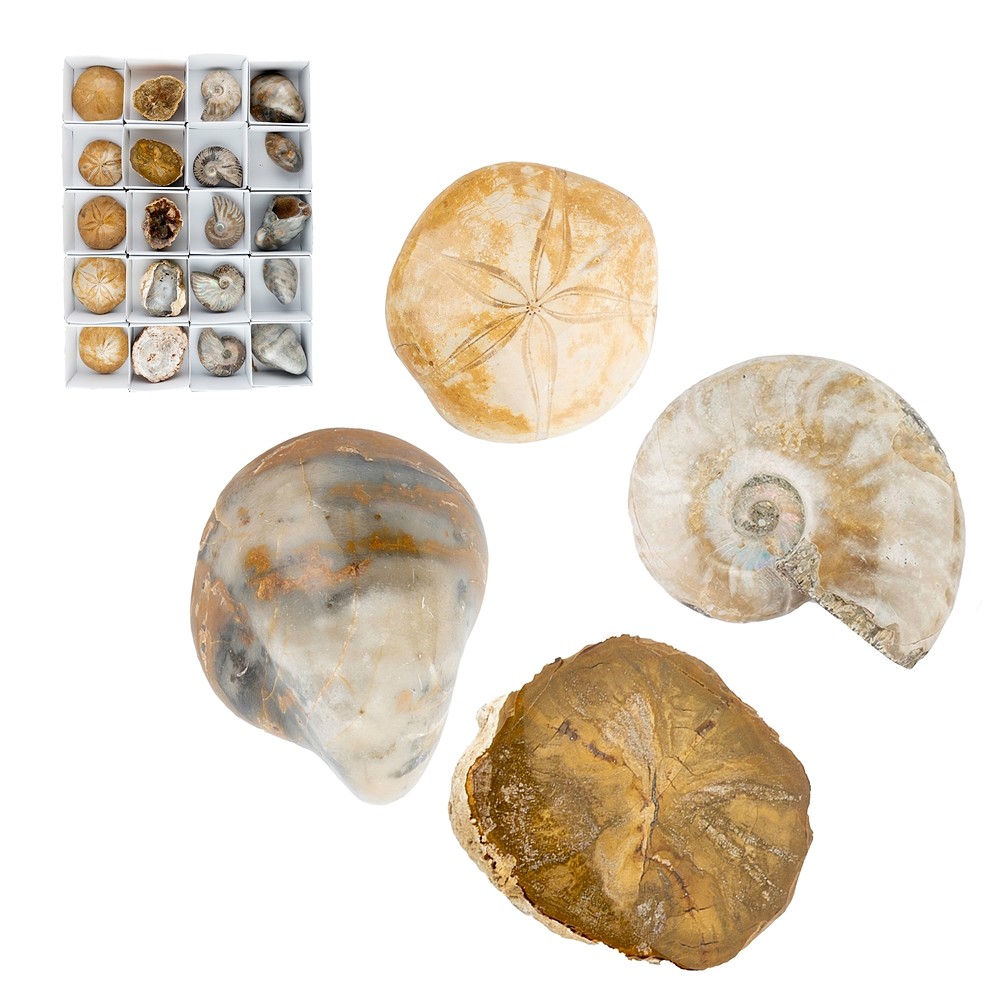 Fossiles Start-Set 2, 05 - 07cm (20 pcs/UC) | Marco Schreier