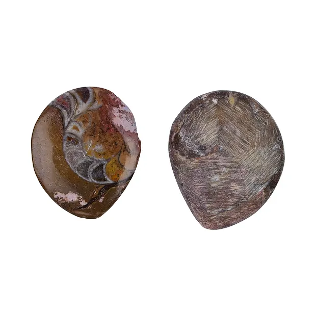 Goniatiti lucidate (10 pz./ UC) | gemme, pietre curative e gioielli all'ingrosso