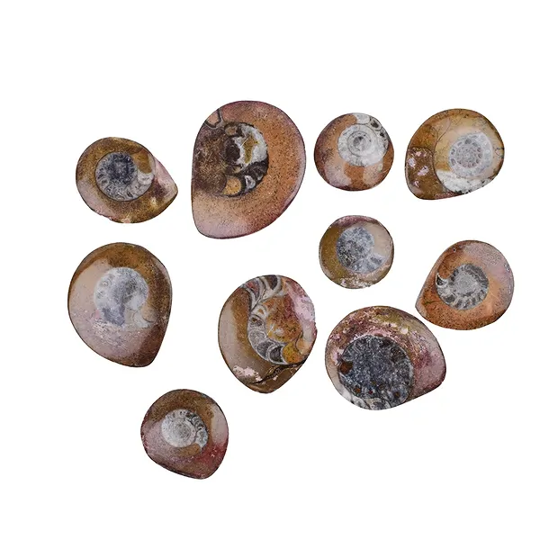 Goniatiti lucidate (10 pz./ UC) | gemme, pietre curative e gioielli all'ingrosso