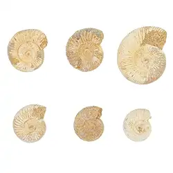 093000033 Ammonite (Perisphinctes) brut, 02 - 04cm (0,5kg/UC) | Marco Schreier