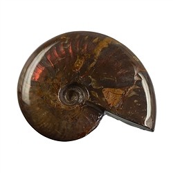 093000037 Ammonite (iridescente), 04 - 05 cm | Gemme Schreier, pietre curative e gioielli