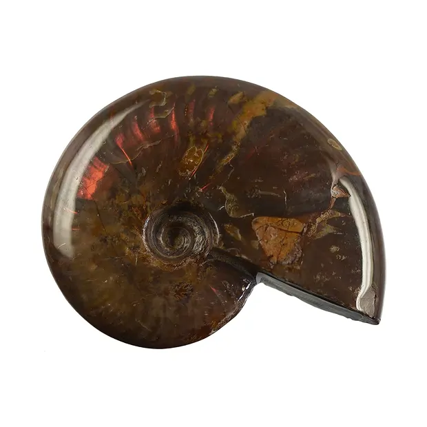 Ammonite (iridescente), 04 - 05 cm | Gemme Schreier, pietre curative e gioielli
