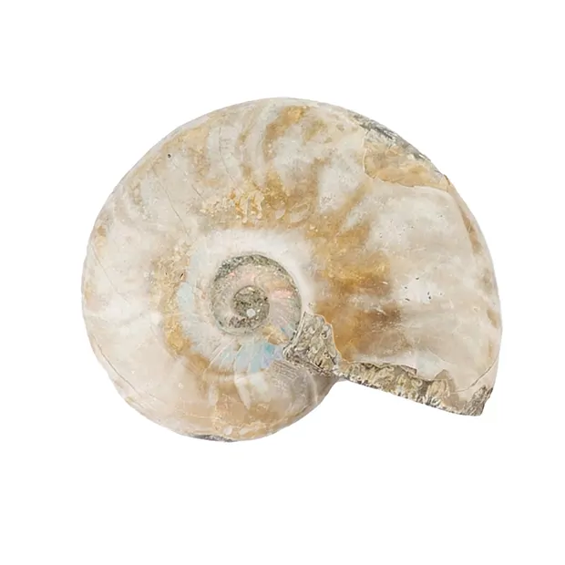 aktuell: Ammonit versteinert, 6cm | Großhändler Edelsteine, Heilsteine & Schmuck