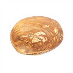 093000045 aktuell: Muschel versteinert, 6cm | Großhändler Edelsteine, Heilsteine & Schmuck