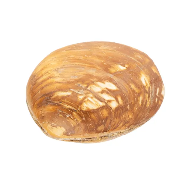aktuell: Muschel versteinert, 6cm | Großhändler Edelsteine, Heilsteine & Schmuck