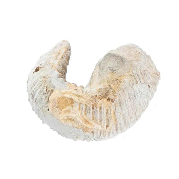 Current: Fossilized scallop, 6.0 cm | wholesaler gems, healing stones & jewelry
