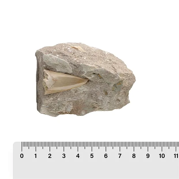 Haifischzähne in Matrix, 07 - 10cm (12 St./VE) | Marco Schreier