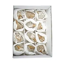 0930001012 Denti di squalo in matrice, 07 - 10 cm (12 pz./ UC) | Marco Schreier